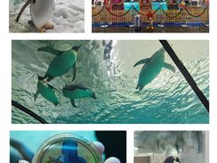 -帝企鹅自助餐厅•儿童岛•真企鹅(长隆企鹅酒店)