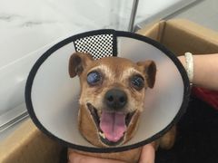 -伟伟宠物医院·CT影像中心·瑞派犬猫综合性门诊(汉口总院)