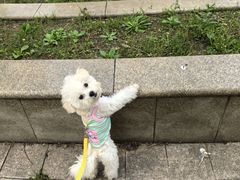 -翊宠yipet猫狗购宠庄园犬舍•猫舍