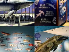 -烟台海昌鲸鲨海洋公园