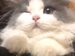 -喵zoo家庭繁育猫舍(尖东智能花园店)