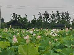 -梁鸿国家湿地公园