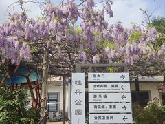 -洛阳市牡丹公园