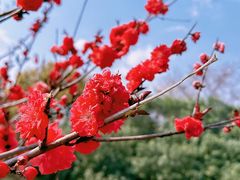 -贡湖湾湿地公园