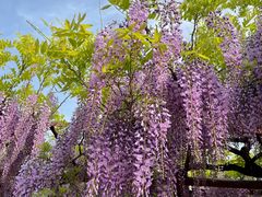 -嘉定紫藤园