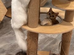 -楼上猫咖(罗湖店)