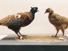 -青藏高原自然博物馆