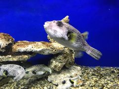 -Jazcu珍仕菓鲜榨果汁(西单大悦城店)