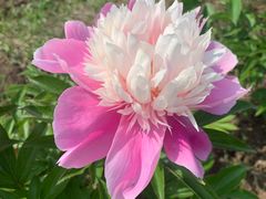 -长春公园(普阳街道)