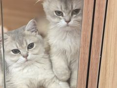 -猫十亿·布偶金渐层·曼基康矮脚猫舍(青年路店)