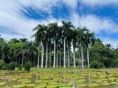 -中国科学院西双版纳热带植物园