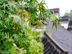 -扬州市茱萸湾风景区
