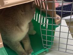-安安宠医宠物医院·异宠·犬猫内科(岳阳分院)