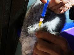 -读宠于你·约克夏比熊·睫角守宫·爬宠售卖(高新店)