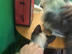 -李小姐の猫咖啡馆(五角场店)