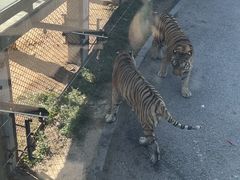 -大连森林动物园