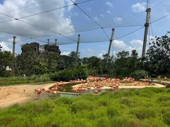 -新加坡飞禽公园