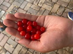 -天达烤全羊