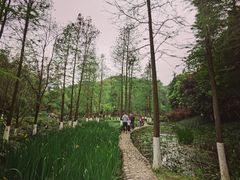 -重庆彩云湖湿地公园