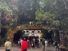 -西双版纳原始森林公园