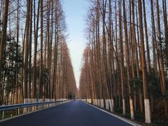 -上海海湾国家森林公园