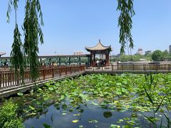 -莲花池公园