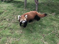 -灵玲国际马戏城