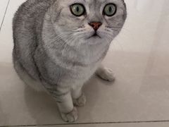 -特派卷·老北京烤鸭卷(合生汇购物中心店)
