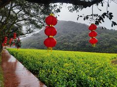 -广州市石门国家森林公园