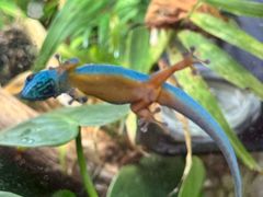 -阿提斯皇家动物园