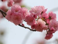 -天适樱花悠乐园