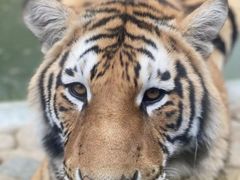 -栾川竹海野生动物园