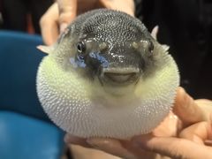 -肆月河豚·新淮扬(金融街店)