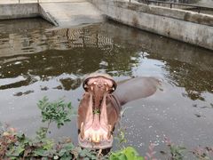 -合肥野生动物园