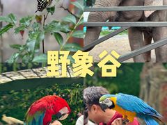 -野象谷景区