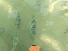 -东姑阿都拉曼海洋公园