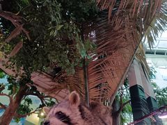-正佳雨林生态植物园