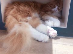 -瞄一喵猫咖(格力海岸店)
