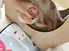 -猫和宫(六道口店)