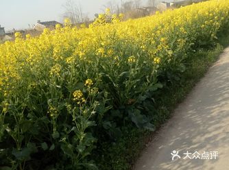 看！……现在在我们农村马路边和田野上的油菜地里油菜花