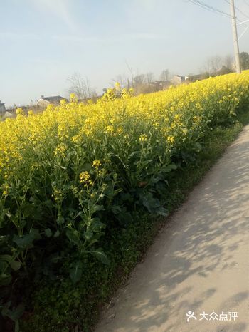 看！……现在在我们农村马路边和田野上的油菜地里油菜花