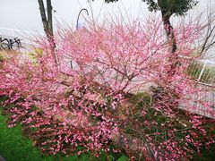 -溪岸路花鸟市场