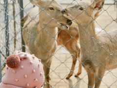 -长白岛森林公园