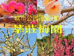 -莘庄梅园