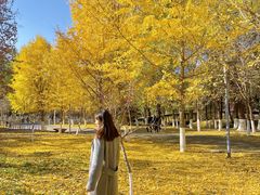 -长白岛森林公园