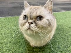 -十年猫舍·猫咪专门店(普陀店)