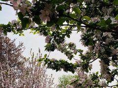 -海棠花溪(元大都城垣遗址公园)