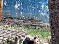 -中国大熊猫保护研究中心雅安碧峰峡基地