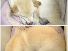 -唐小姐の猫狗洗护·购宠旗舰店(周浦万达店)