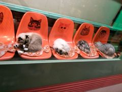 -猫咪博物馆(顶澳仔猫街店)